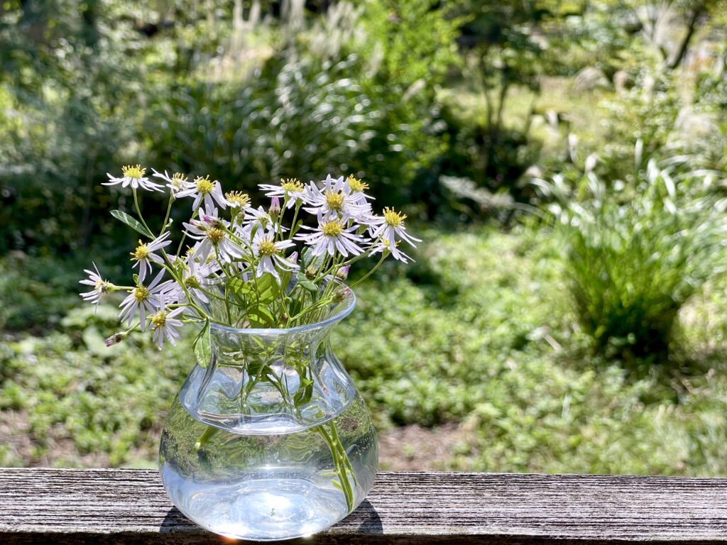 八ヶ岳アトリエ　庭の花　ノコンギク